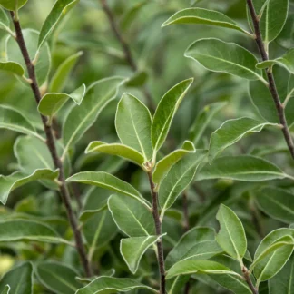 Pittosporum Tenufolium